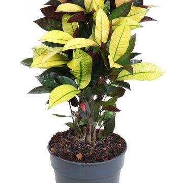 Codiaeum variegatum 'Mrs Iceton'