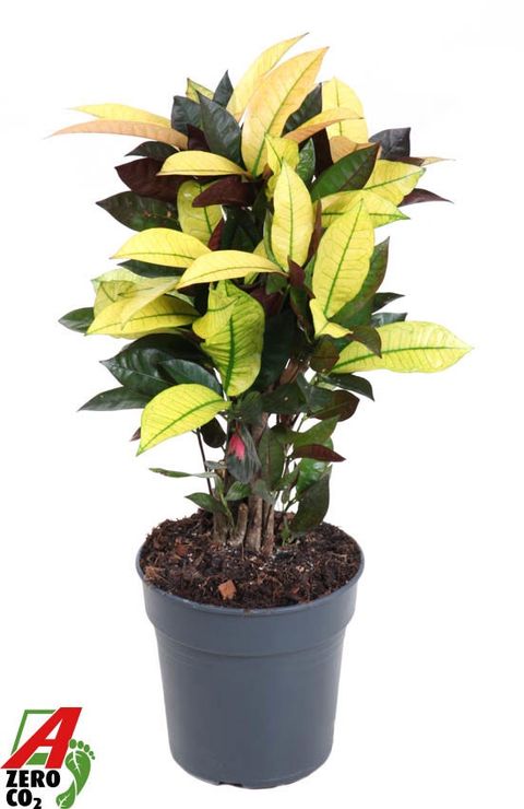 Codiaeum variegatum 'Mrs Iceton'