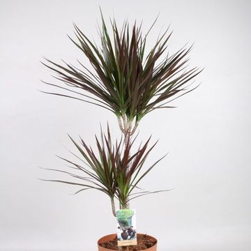 Dracaena marginata 'Magenta'