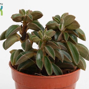 Peperomia 'Silver Spark'