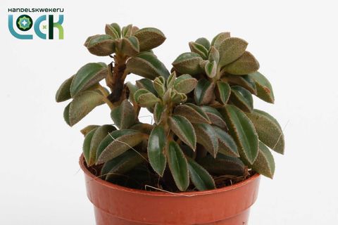 Peperomia 'Silver Spark'