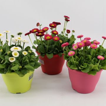 Bellis perennis RUSHER MIX