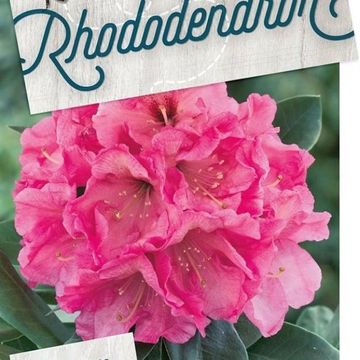 Rhododendron 'Junifeuer'