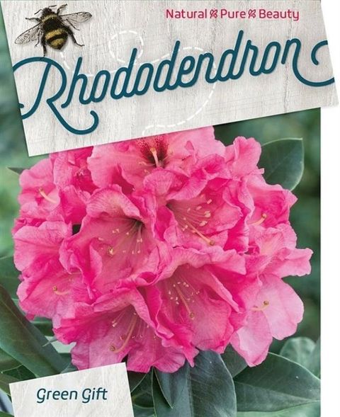 Rhododendron 'Junifeuer'