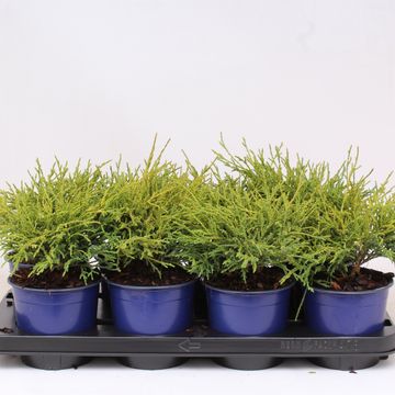 Chamaecyparis pisifera 'Filifera Nana'