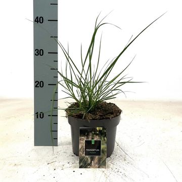Pennisetum alopecuroides 'Hameln'