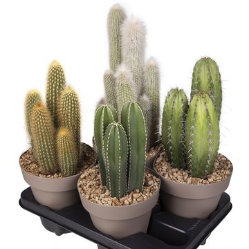 Cactos MIX