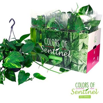 Epipremnum pinnatum 'Aureum'