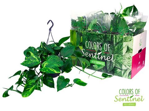 Epipremnum pinnatum 'Aureum'