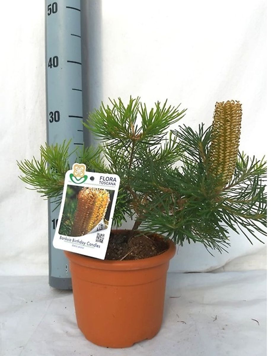 Banksia spinulosa 'Birthday Candles' — Plant Wholesale FlorAccess