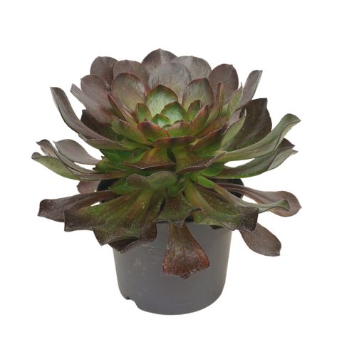 x Semponium 'Vortex'