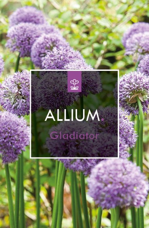 Allium 'Гладиатор'