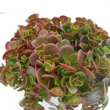 Sedum tetractinum