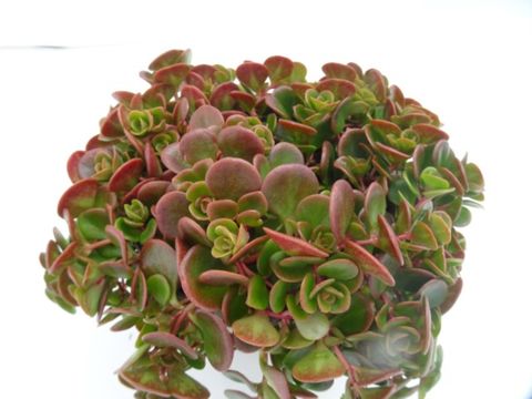 Sedum tetractinum