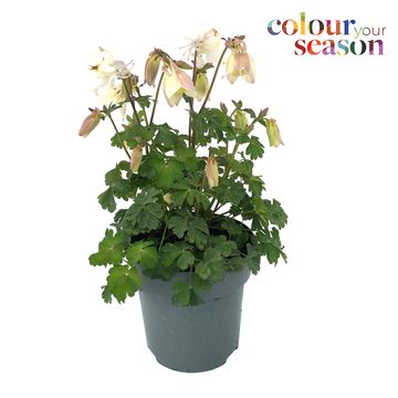 Aquilegia 'Spring Magic White'