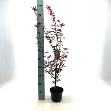 Acer palmatum 'Skeeter's Broom'