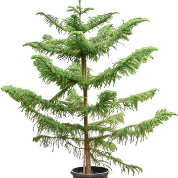 Araucaria heterophylla