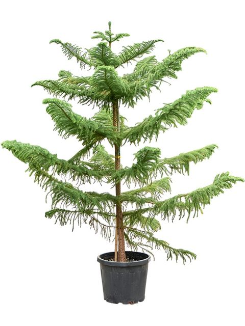 Araucaria heterophylla