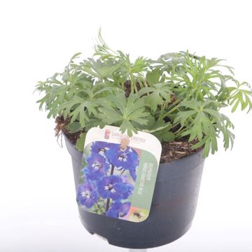 Delphinium grandiflorum 'Delfix Blue'
