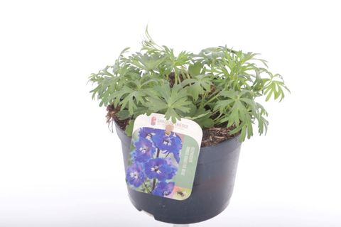 Delphinium grandiflorum 'Delfix Blue'