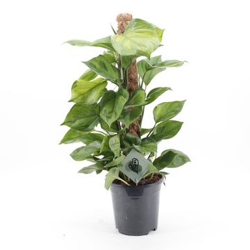 Epipremnum 'Lemon Top'