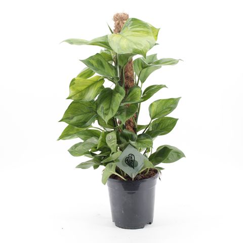 Epipremnum 'Lemon Top'