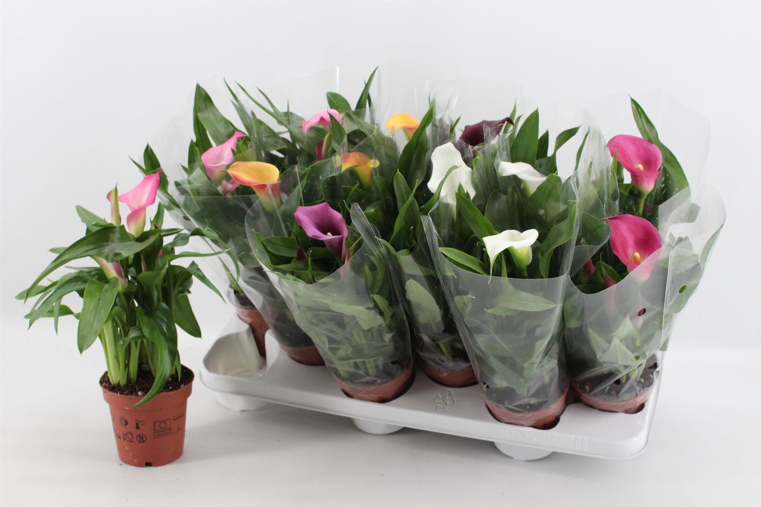 Calla - Zantedeschia - Mélange