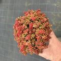 Sedum album 'Coral Carpet'