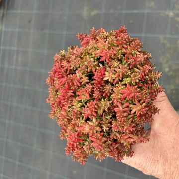 Sedum album 'Coral Carpet'