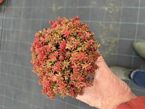 Sedum album 'Coral Carpet'