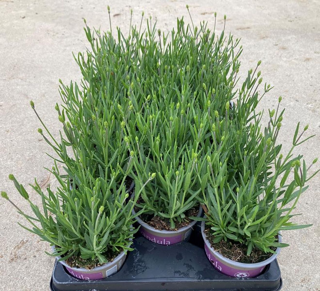 Lavandula angustifolia 'Essence Purple' — Plant Wholesale FlorAccess