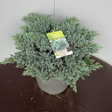 Джуниперус squamata 'Блю Стар'