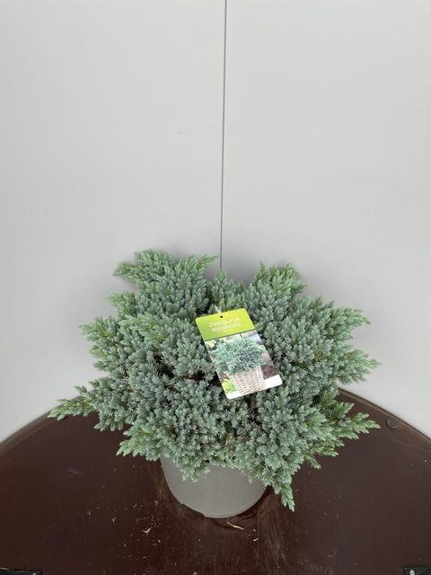 Juniperus squamata 'Blue Star'