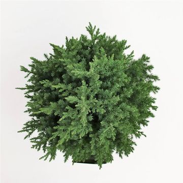 Juniperus chinensis 'Stricta'