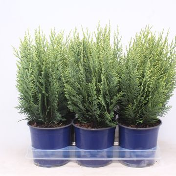 Chamaecyparis lawsoniana 'White Spot'