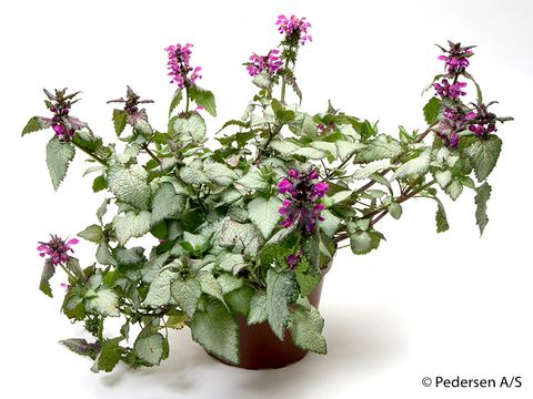 Lamium maculatum