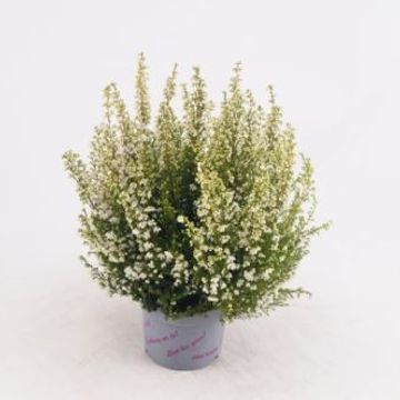 Erica gracilis 'Weißes Schloss'