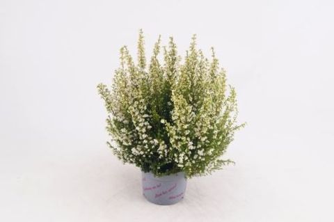 Erica gracilis 'Weißes Schloss'