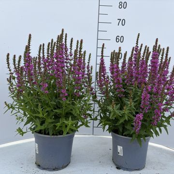 Lythrum salicaria 'Robin'