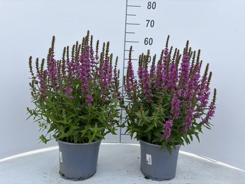 Lythrum salicaria 'Robin'