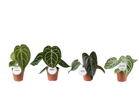 Anthurium MIX