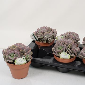 Echeveria 'Cubic Frost'