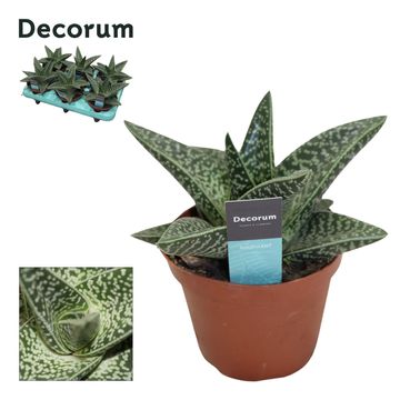 x Gasteraloe 'Aveo'