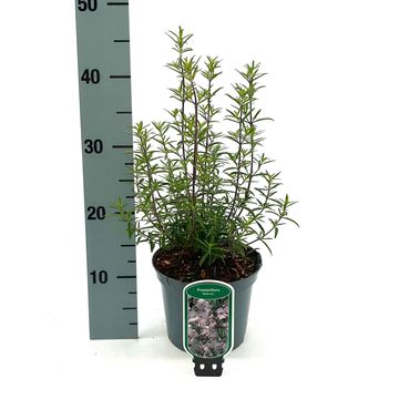 Prostanthera 'Poorinda Ballerina'