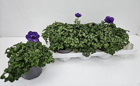 Anemone coronaria 'Animo Blue'