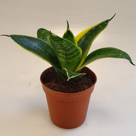 Sansevieria 'Ocean Star' — Plant Wholesale FlorAccess