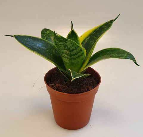 Sansevieria 'Ocean Star'