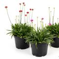 Armeria pseudarmeria MIX