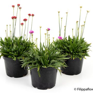 Armeria pseudarmeria MIX