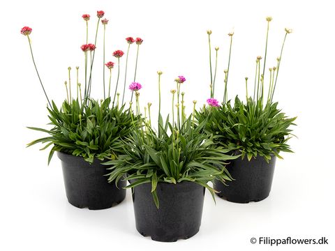 Armeria pseudarmeria MIX
